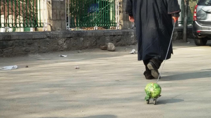 Ankara metrosunda garip olay: Ananası tasmayla gezdirdi! 16
