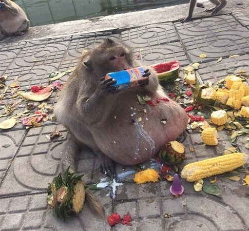 Obez maymun zayıflama kampına gönderildi... 1