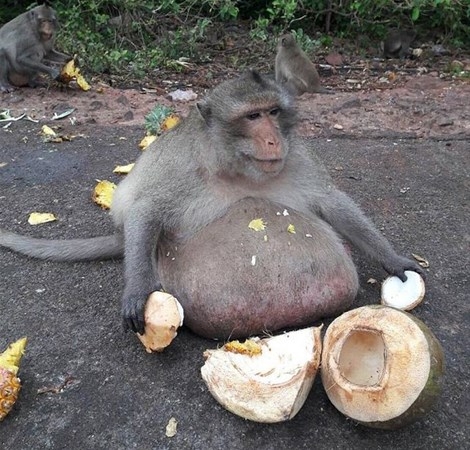 Obez maymun zayıflama kampına gönderildi... 3