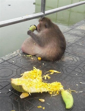 Obez maymun zayıflama kampına gönderildi... 9