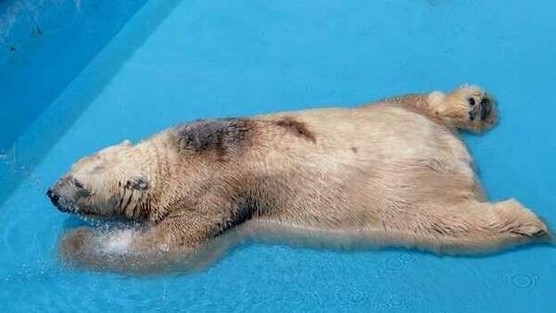 Dünyanın en mutsuz hayvanları! 21