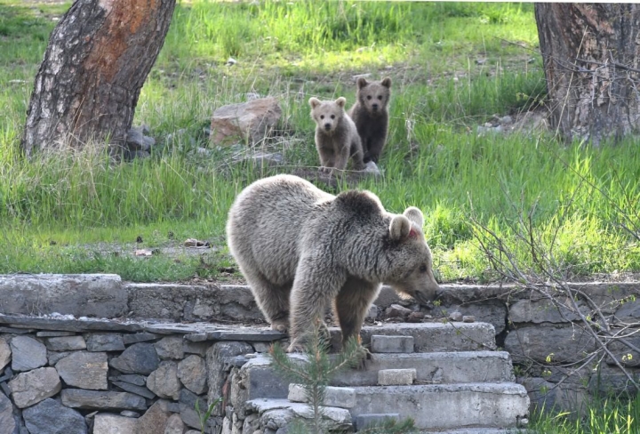 Kars'ta şehre inen ayılarla selfie keyfi! 11