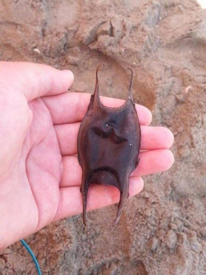 Dünyanın en tehlikeli canlıları 37