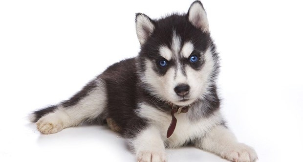 Game of Thrones'un etkisiyle Husky satışları patladı! 2