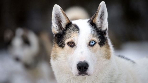 Game of Thrones'un etkisiyle Husky satışları patladı! 3
