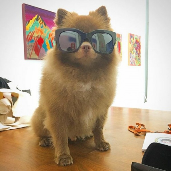 Ayıcık köpek Bert'in barınaktan sanat galerisine uzanan hikayesi... 7
