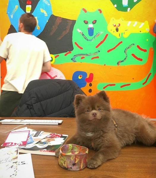 Ayıcık köpek Bert'in barınaktan sanat galerisine uzanan hikayesi... 11