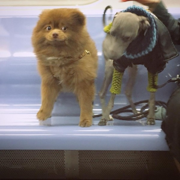 Ayıcık köpek Bert'in barınaktan sanat galerisine uzanan hikayesi... 9