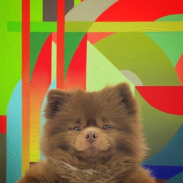 Ayıcık köpek Bert'in barınaktan sanat galerisine uzanan hikayesi... 3