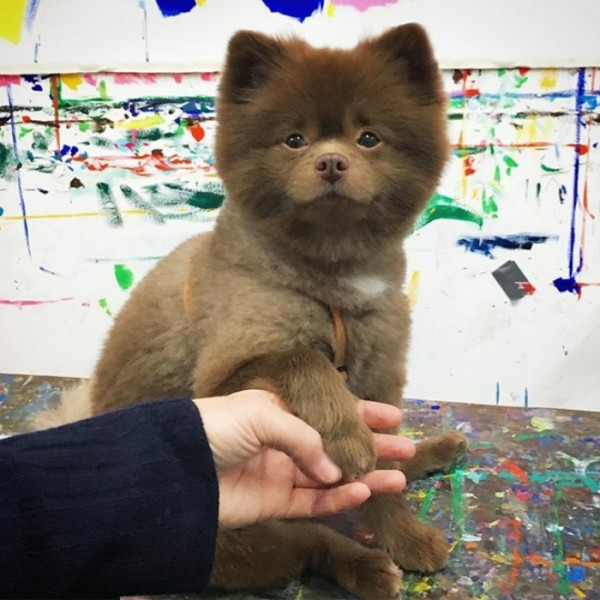 Ayıcık köpek Bert'in barınaktan sanat galerisine uzanan hikayesi... 6
