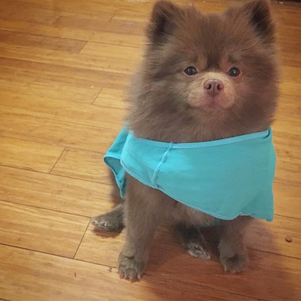 Ayıcık köpek Bert'in barınaktan sanat galerisine uzanan hikayesi... 2