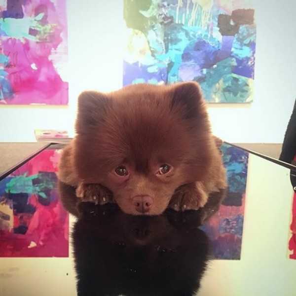 Ayıcık köpek Bert'in barınaktan sanat galerisine uzanan hikayesi... 4