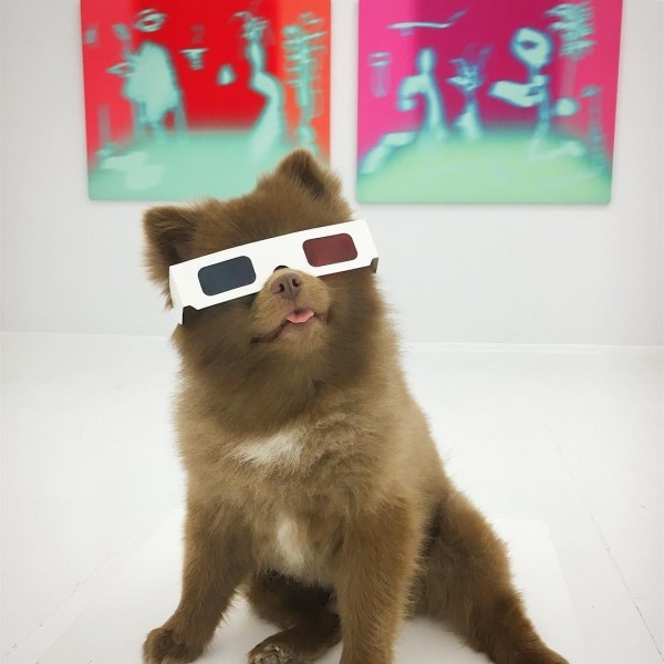 Ayıcık köpek Bert'in barınaktan sanat galerisine uzanan hikayesi... 5