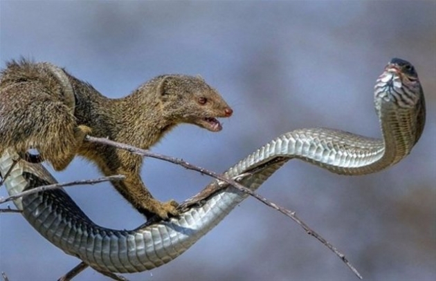 İlginç vahşi yaşam fotoğrafları! 7