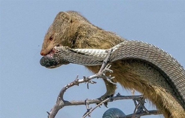 İlginç vahşi yaşam fotoğrafları! 10