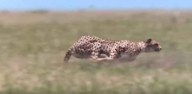 İlginç vahşi yaşam fotoğrafları! 14