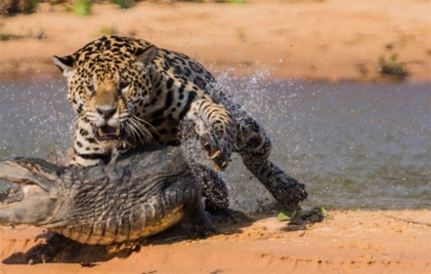 İlginç vahşi yaşam fotoğrafları! 4