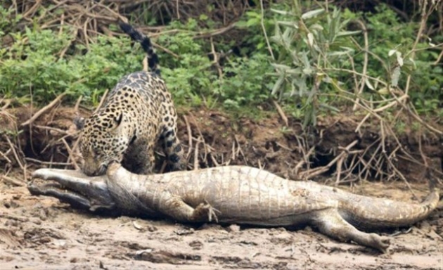 İlginç vahşi yaşam fotoğrafları! 12