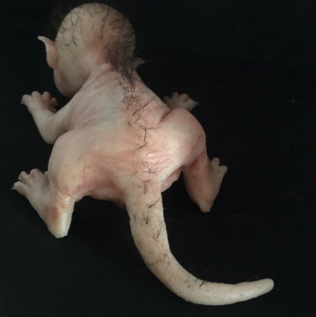 Yarı kedi yarı insan canlı sosyal medyayı salladı! 4