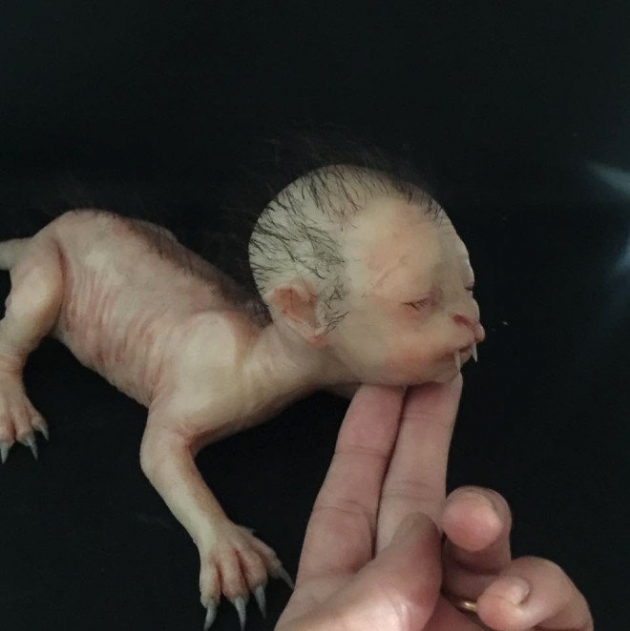 Yarı kedi yarı insan canlı sosyal medyayı salladı! 12