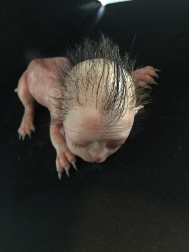 Yarı kedi yarı insan canlı sosyal medyayı salladı! 13