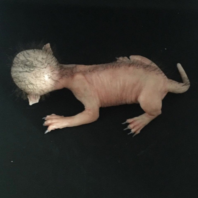 Yarı kedi yarı insan canlı sosyal medyayı salladı! 7
