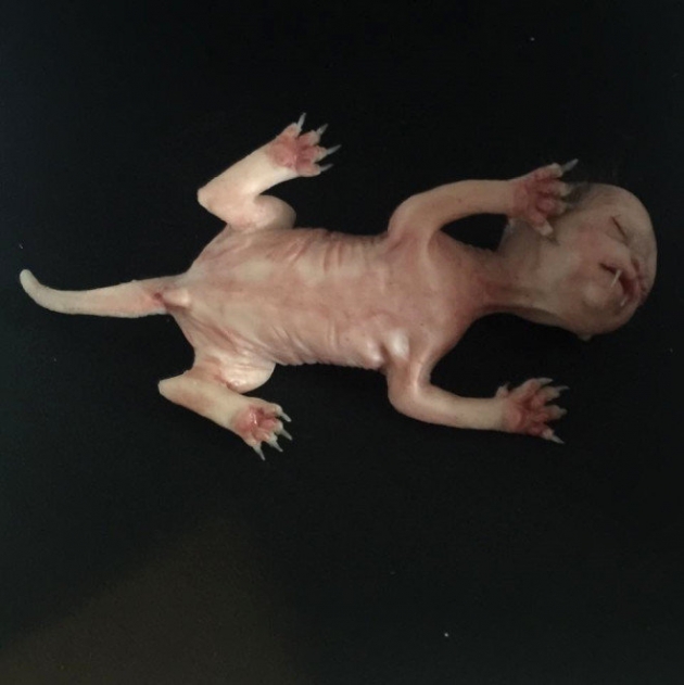 Yarı kedi yarı insan canlı sosyal medyayı salladı! 6