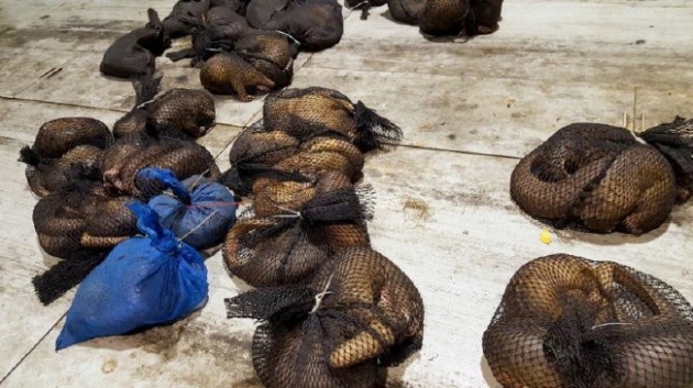 İşte dünyanın en fazla ilgi gören hayvanı! 9