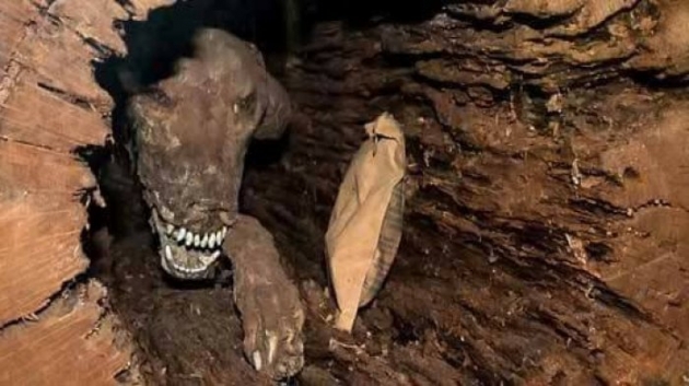 Ağacın içinden çıktı! Uzmanlar bile inanamadı... 2