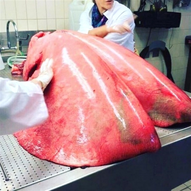 Gerçek olduğuna inanamayacaksınız! 1