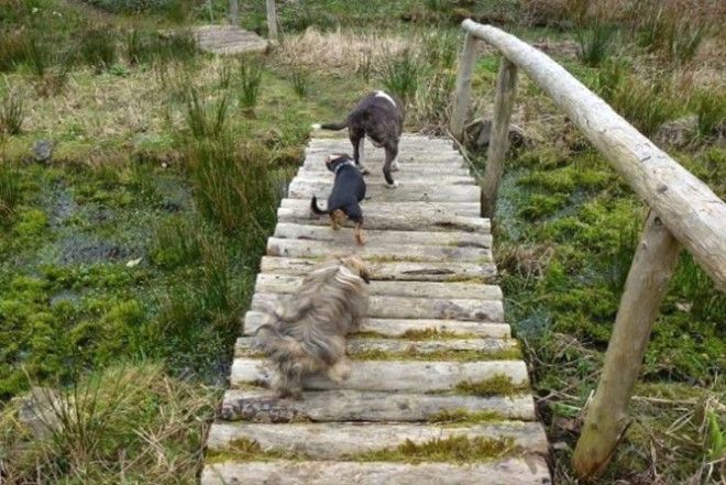Yüzlerce köpeğin atladığı gizemli 'İntihar Köprüsü' 6
