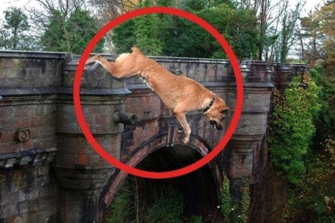 Yüzlerce köpeğin atladığı gizemli 'İntihar Köprüsü' 4