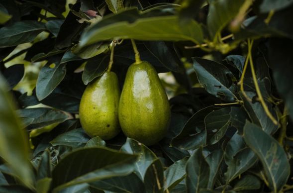 Günde 1 avokado yiyen 300 dolar kazanacak! 5