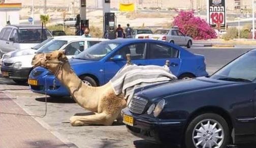 Zengin Dubaililerin şoke eden aktiviteleri! 8