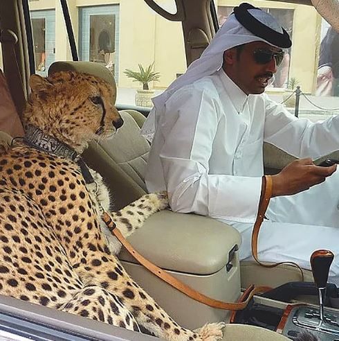 Zengin Dubaililerin şoke eden aktiviteleri! 1