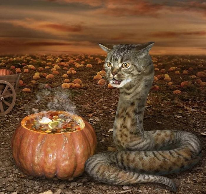 Birbirinden garip Shutterstock fotoğrafları! 8