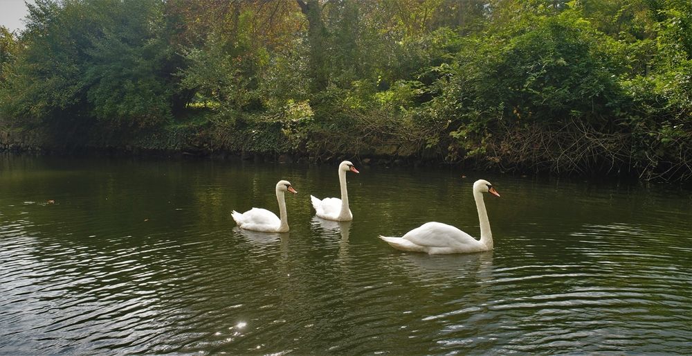 Atatürk Arboretumu İstanbulluların akınına uğruyor 7