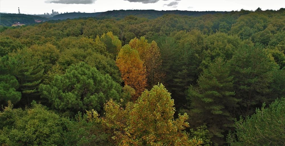Atatürk Arboretumu İstanbulluların akınına uğruyor 6