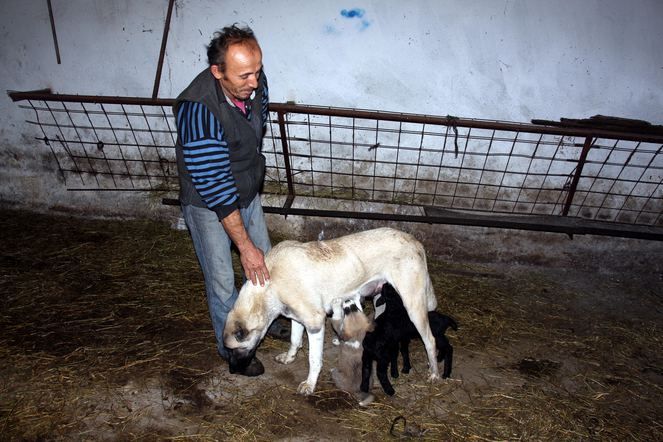 Zonguldak'ta kuzulara annelik yapan köpek 'Kezban' 6