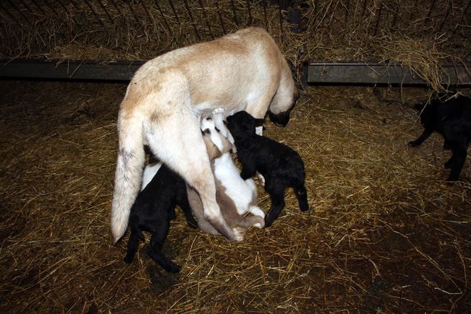 Zonguldak'ta kuzulara annelik yapan köpek 'Kezban' 7