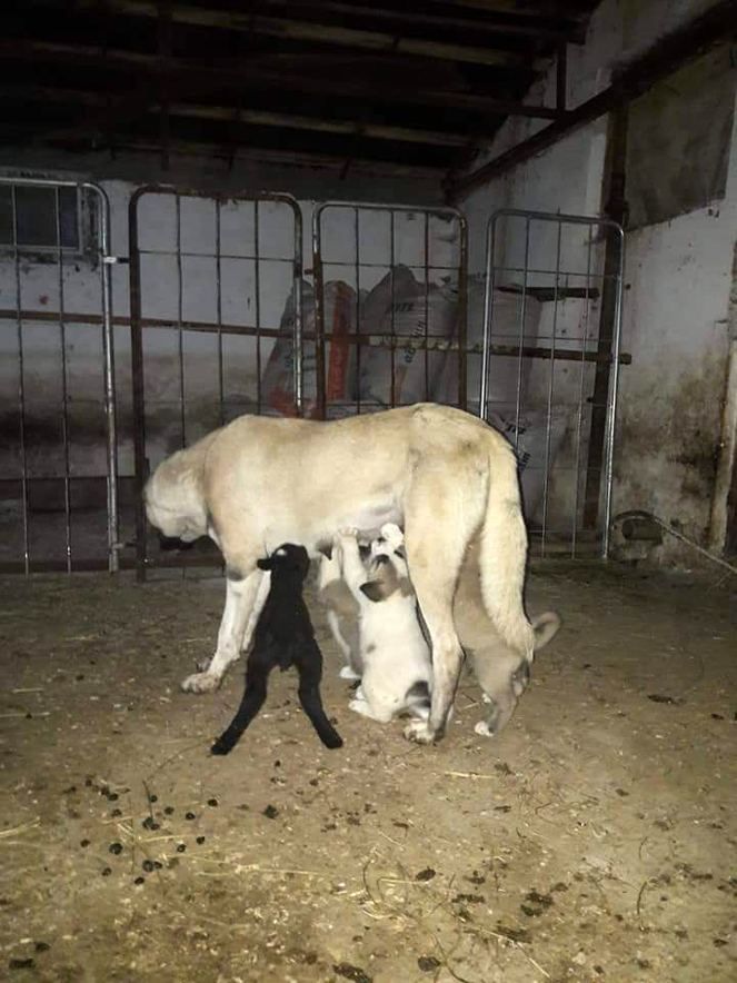 Zonguldak'ta kuzulara annelik yapan köpek 'Kezban' 8