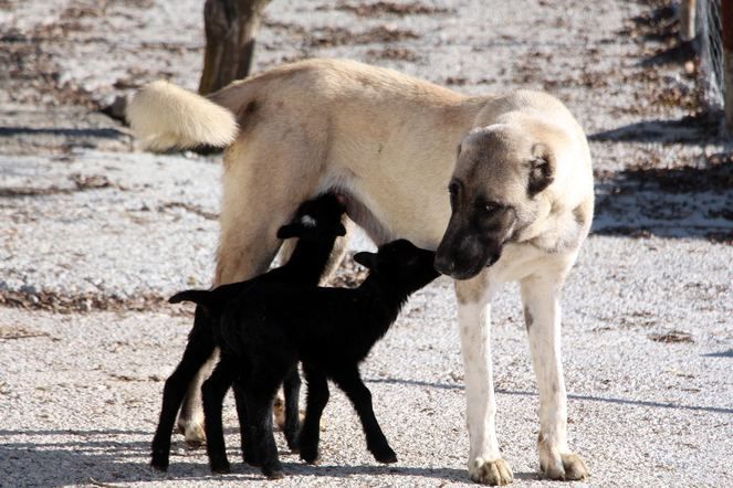 Zonguldak'ta kuzulara annelik yapan köpek 'Kezban' 4
