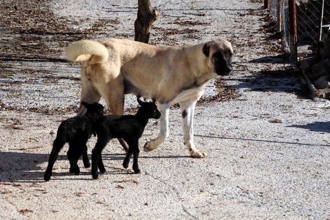 Zonguldak'ta kuzulara annelik yapan köpek 'Kezban' 5