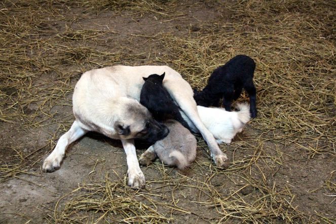 Zonguldak'ta kuzulara annelik yapan köpek 'Kezban' 1