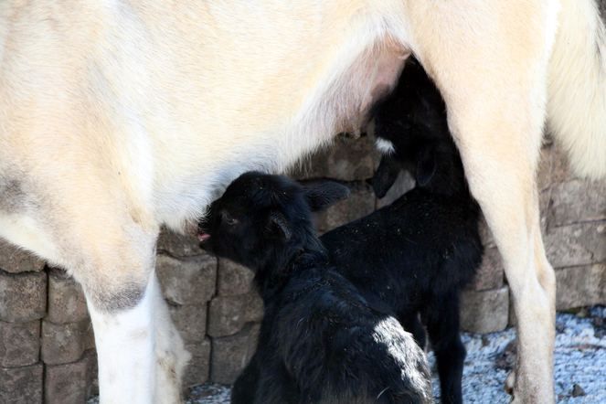 Zonguldak'ta kuzulara annelik yapan köpek 'Kezban' 3