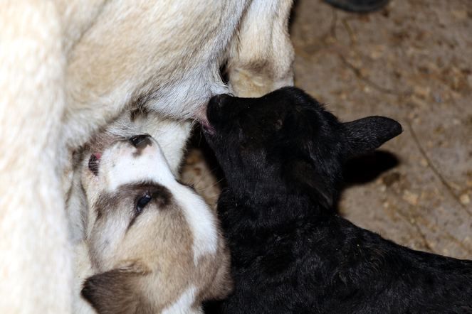 Zonguldak'ta kuzulara annelik yapan köpek 'Kezban' 2