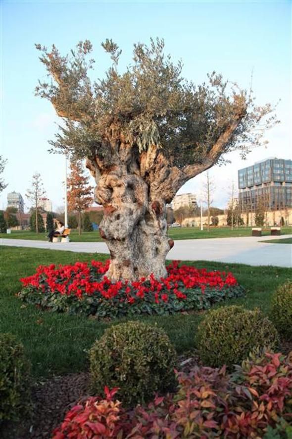 Bu hafta sonu İstanbul'da 5 millet bahçesi açılacak! 6