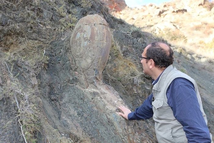 70 milyon yılık deniz salyangozu bulundu! 1