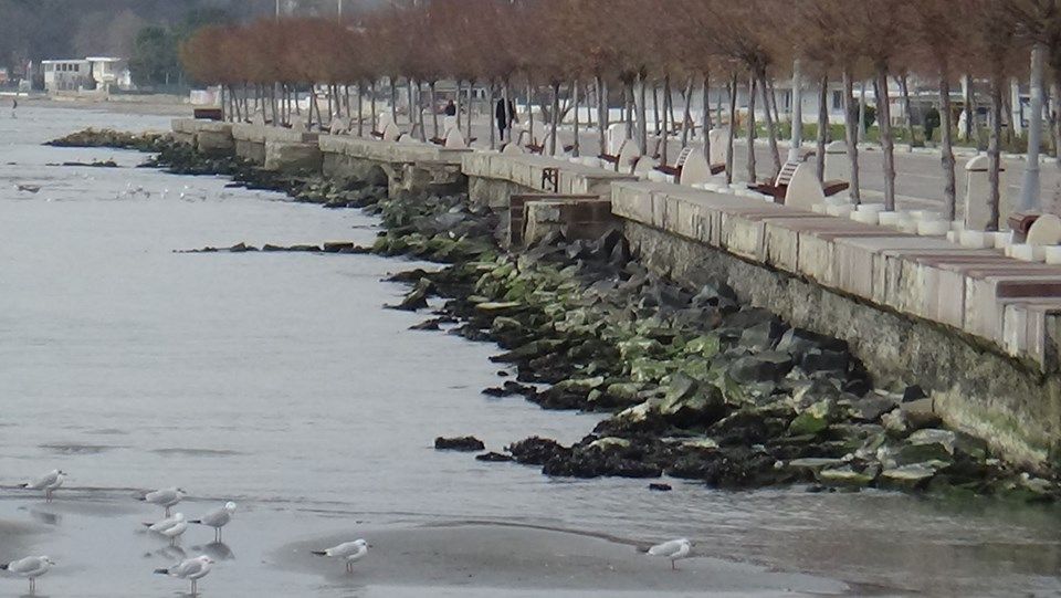Silivri'de deniz 50 metre çekildi! 3