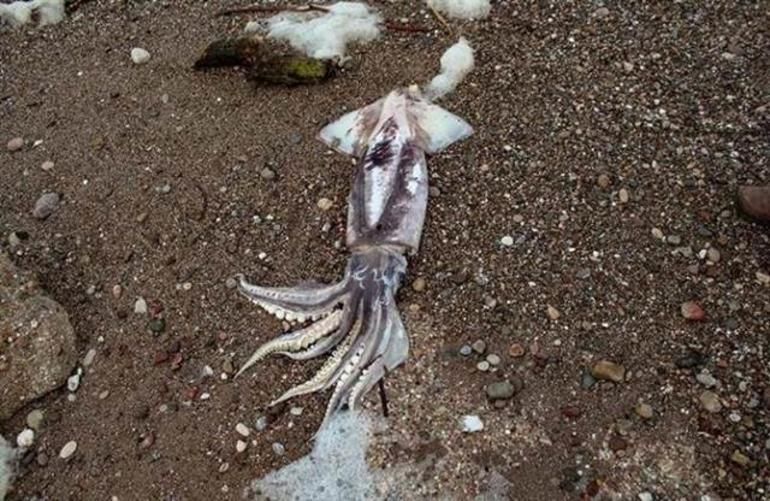 Yer Antalya! Felaketin görüntüsü böyle kaydedildi 3